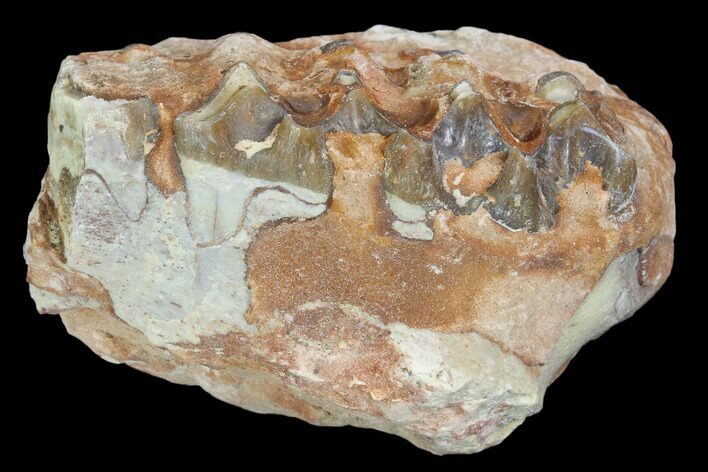 Oreodont (Leptauchenia) Jaw Section - South Dakota #101828